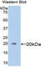 Interleukin 18 antibody, LS-C314133, Lifespan Biosciences, Western Blot image 