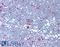 Cyclin Dependent Kinase 1 antibody, LS-B1180, Lifespan Biosciences, Immunohistochemistry frozen image 