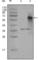 Nuclear receptor coactivator 3 antibody, abx011239, Abbexa, Western Blot image 