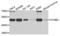 Cyclin B2 antibody, LS-C332509, Lifespan Biosciences, Western Blot image 