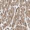 Fem-1 Homolog C antibody, FNab03074, FineTest, Immunohistochemistry frozen image 