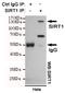 Sirtuin 1 antibody, STJ99238, St John