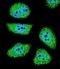 P21 (RAC1) Activated Kinase 6 antibody, LS-B9301, Lifespan Biosciences, Immunofluorescence image 