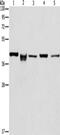 Isocitrate Dehydrogenase (NAD(+)) 3 Beta antibody, CSB-PA114986, Cusabio, Western Blot image 