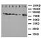 Cytochrome P450 Oxidoreductase antibody, orb97078, Biorbyt, Western Blot image 