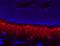 Phosphodiesterase 6A antibody, 21200-1-AP, Proteintech Group, Immunofluorescence image 