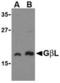 MTOR Associated Protein, LST8 Homolog antibody, TA306214, Origene, Western Blot image 