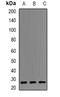 B9 Domain Containing 1 antibody, orb341408, Biorbyt, Western Blot image 