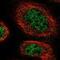 Zinc Finger Protein 251 antibody, NBP1-91084, Novus Biologicals, Immunocytochemistry image 