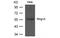 Ring Finger Protein 1 antibody, MBS835110, MyBioSource, Western Blot image 