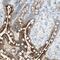 Leucine Zipper And EF-Hand Containing Transmembrane Protein 1 antibody, NBP1-86482, Novus Biologicals, Immunohistochemistry paraffin image 