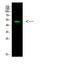 Retinoid X Receptor Gamma antibody, A08411-1, Boster Biological Technology, Western Blot image 