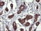 Mitogen-Activated Protein Kinase Kinase 3 antibody, LS-C174467, Lifespan Biosciences, Immunohistochemistry frozen image 