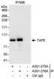 TATA-Box Binding Protein Associated Factor 6 antibody, A301-275A, Bethyl Labs, Immunoprecipitation image 