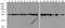 Tubulin Alpha 1a antibody, 7597, ProSci, Western Blot image 