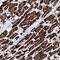 Hydroxyacyl-CoA Dehydrogenase Trifunctional Multienzyme Complex Subunit Beta antibody, HPA037539, Atlas Antibodies, Immunohistochemistry frozen image 