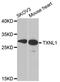 Thioredoxin Like 1 antibody, MBS129954, MyBioSource, Western Blot image 