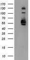 Sorting Nexin 8 antibody, CF502136, Origene, Western Blot image 