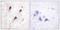 WASP Family Member 1 antibody, LS-C117730, Lifespan Biosciences, Immunohistochemistry paraffin image 