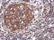 Tripartite Motif Containing 25 antibody, NBP1-32050, Novus Biologicals, Immunohistochemistry paraffin image 