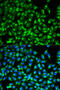 Cell Division Cycle 34 antibody, STJ27410, St John