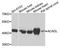 Acyl-CoA Dehydrogenase Long Chain antibody, orb134993, Biorbyt, Western Blot image 