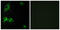 Laminin Subunit Alpha 1 antibody, abx014029, Abbexa, Immunofluorescence image 