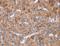 Glypican 6 antibody, LS-B15438, Lifespan Biosciences, Immunohistochemistry frozen image 