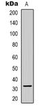 Cyclin B1 Interacting Protein 1 antibody, LS-C368906, Lifespan Biosciences, Western Blot image 