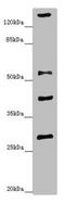 Zinc Finger And SCAN Domain Containing 26 antibody, LS-C676761, Lifespan Biosciences, Western Blot image 