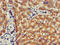 Galactosidase Beta 1 antibody, CSB-PA009476LA01HU, Cusabio, Immunohistochemistry paraffin image 