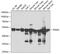 Protein Disulfide Isomerase Family A Member 6 antibody, 22-663, ProSci, Western Blot image 