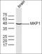 Dual Specificity Phosphatase 1 antibody, orb317656, Biorbyt, Western Blot image 
