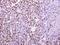 Ubiquitin Protein Ligase E3 Component N-Recognin 7 (Putative) antibody, PA5-31559, Invitrogen Antibodies, Immunohistochemistry paraffin image 
