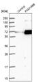 Golgi Associated Kinase 1B antibody, PA5-52406, Invitrogen Antibodies, Western Blot image 