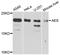 TLE Family Member 5, Transcriptional Modulator antibody, PA5-76292, Invitrogen Antibodies, Western Blot image 