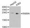 RAB9A, Member RAS Oncogene Family antibody, STJ113060, St John