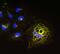 SH3 and multiple ankyrin repeat domains protein 1 antibody, 73-064, Antibodies Incorporated, Immunofluorescence image 