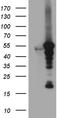 VRK Serine/Threonine Kinase 2 antibody, TA811402, Origene, Western Blot image 