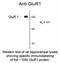 GluA1 antibody, NBP2-29534, Novus Biologicals, Western Blot image 