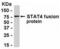 Signal Transducer And Activator Of Transcription 4 antibody, XW-8119, ProSci, Western Blot image 