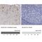 Kelch Like Family Member 32 antibody, NBP2-14169, Novus Biologicals, Immunohistochemistry paraffin image 