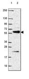 Interferon Regulatory Factor 6 antibody, HPA063121, Atlas Antibodies, Western Blot image 