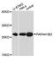 Platelet Activating Factor Acetylhydrolase 1b Catalytic Subunit 3 antibody, LS-C748098, Lifespan Biosciences, Western Blot image 