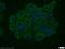 Fibroblast Growth Factor Binding Protein 3 antibody, 24725-1-AP, Proteintech Group, Immunofluorescence image 