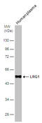 Leucine Rich Alpha-2-Glycoprotein 1 antibody, GTX117875, GeneTex, Western Blot image 
