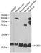 Pterin-4 Alpha-Carbinolamine Dehydratase 1 antibody, 22-182, ProSci, Western Blot image 