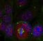 Myocyte Enhancer Factor 2A antibody, abx000454, Abbexa, Western Blot image 