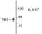 Nuclear Receptor Subfamily 2 Group C Member 1 antibody, NBP1-30047, Novus Biologicals, Western Blot image 