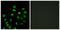 SCAN Domain Containing 1 antibody, LS-C118956, Lifespan Biosciences, Immunofluorescence image 